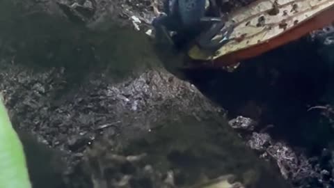 It’s rare to see both dart frogs out and about at the same time!