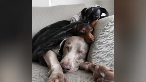 Funniest Animals 🤣 Hilarious Cats and Dogs