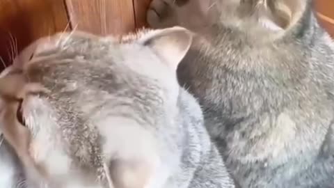 Fluffy Baby Kitten Being Absolutely Adorable 😻 | Must-Watch Cute Cat Video