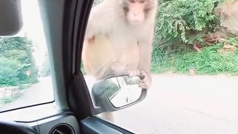 Crazy Monkey
