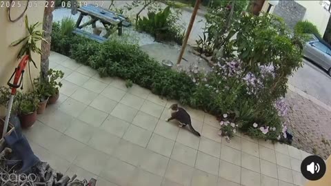 Macja ndien tërmetin para se të fillojë dhe ikën me vrap