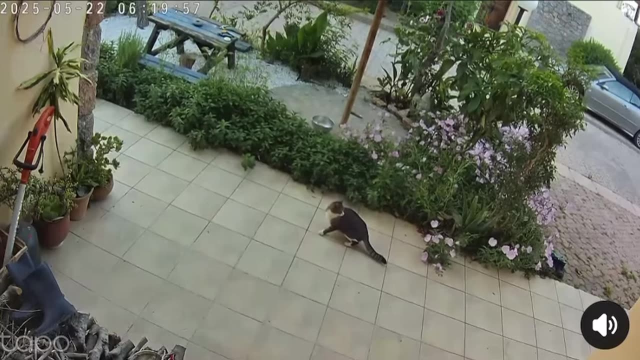 Macja ndien tërmetin para se të fillojë dhe ikën me vrap