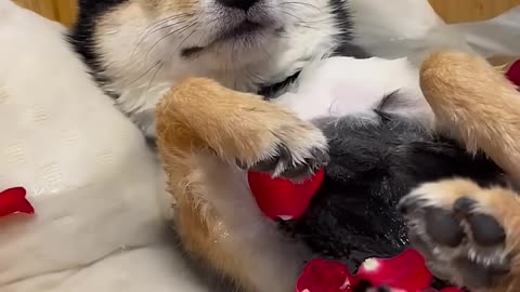 star doggy spa