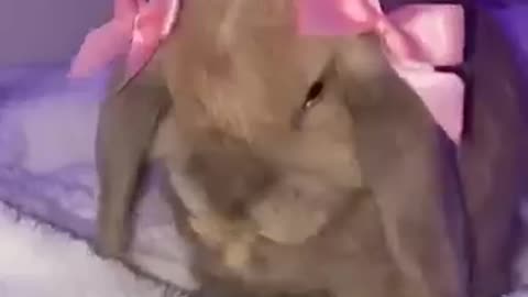 cute rabbits, funny rabbits, rabbit playing, rabbit eating, rabbit hopping, rabbit love