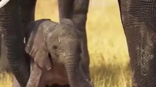 First wobbly steps of a baby elephant