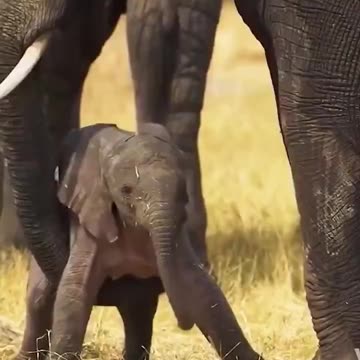 First wobbly steps of a baby elephant
