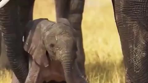 First wobbly steps of a baby elephant