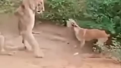"When You Try to Act Smart… But Your Brain Takes a Day Off 🤯😂 #EpicFail"