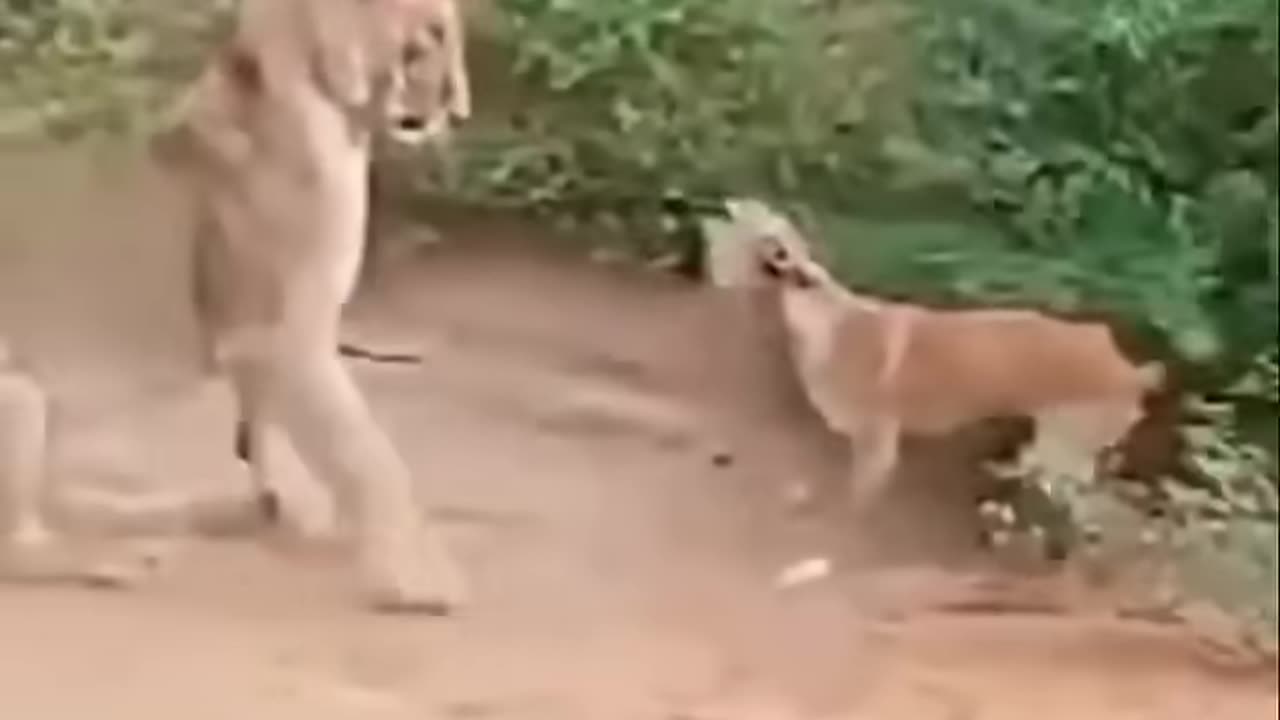 "When You Try to Act Smart… But Your Brain Takes a Day Off 🤯😂 #EpicFail"