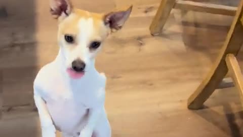 Anyone else’s Chi think they’re a biped?