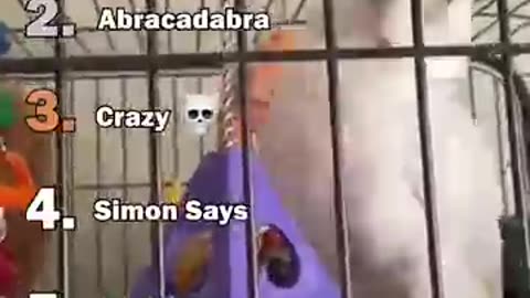 Best Parrots