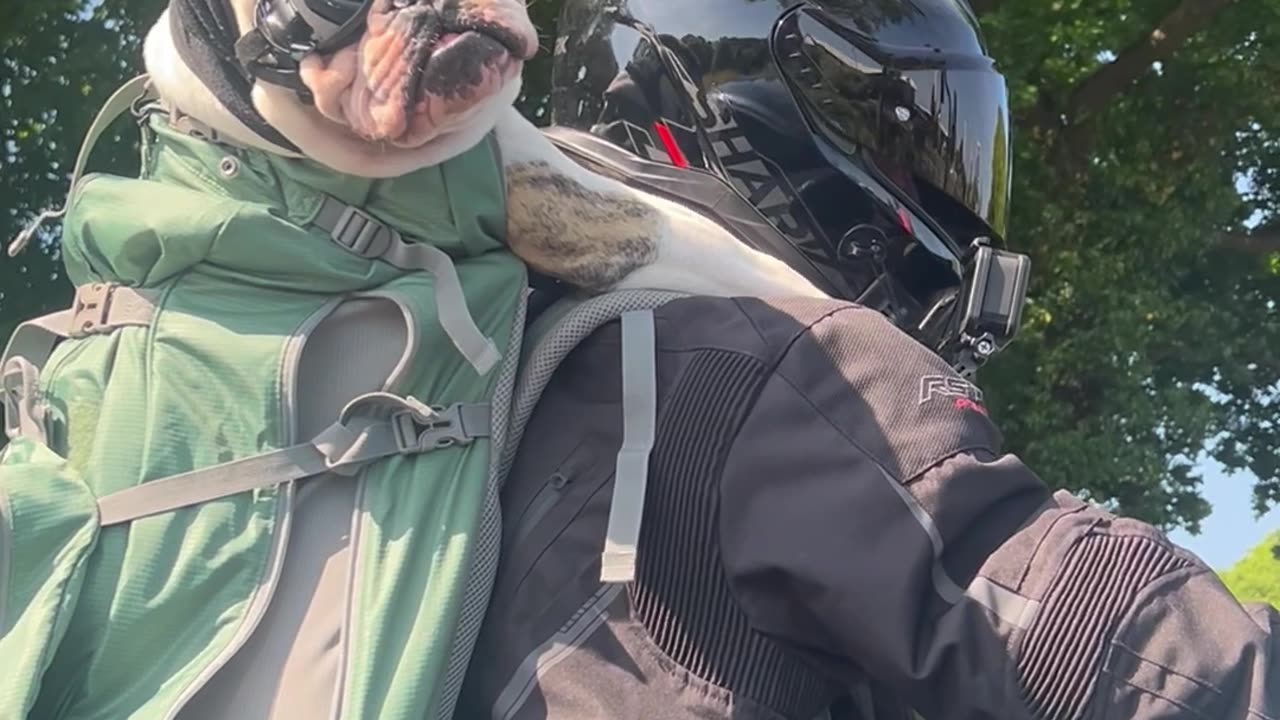 Bulldog Rides In Biker's Backpack