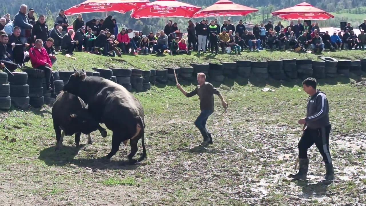 Kanada Muruvet Varešević vs Jelenko Braća Karahodžić