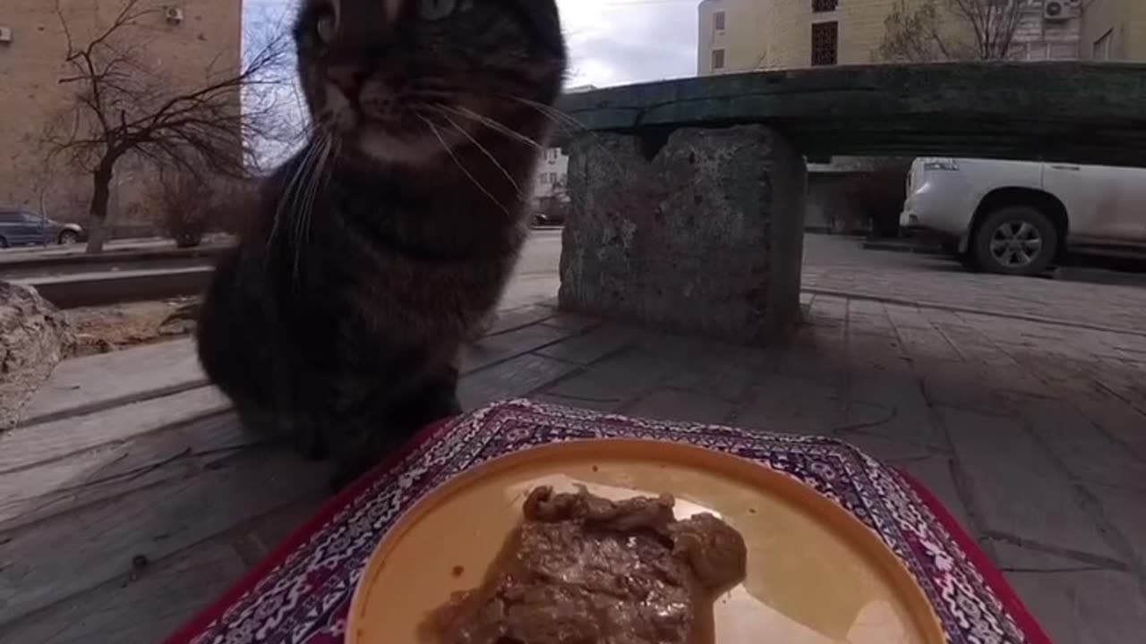 Feeding Stray Animals Using a "Magic Carpet"