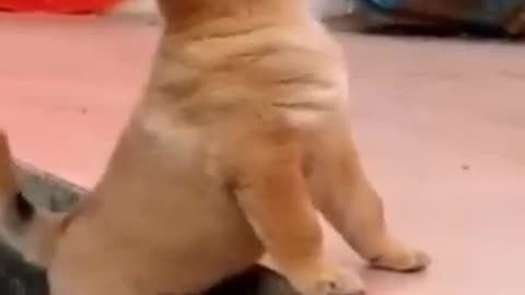 Cute puppy love the chicken 😁, Lovely puppies and So cute of pets