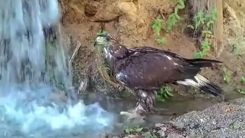 Quick Shower