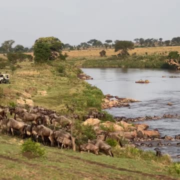 "The Great Migration! Wildebeest Risk It All to Cross the Deadly River!"