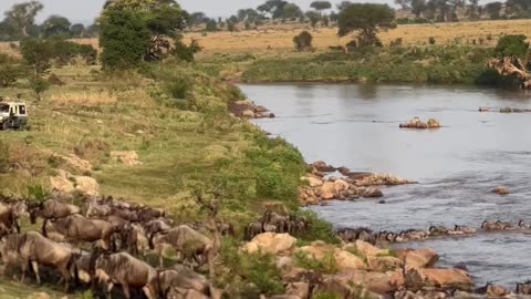 "The Great Migration! Wildebeest Risk It All to Cross the Deadly River!"