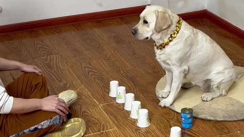 隔杯猜球，被狗子实力拿捏 Guess the ball every other cup, and be controlled by the dog's strength