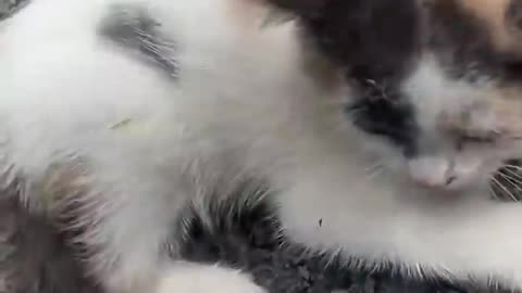 Cat distribution system moments