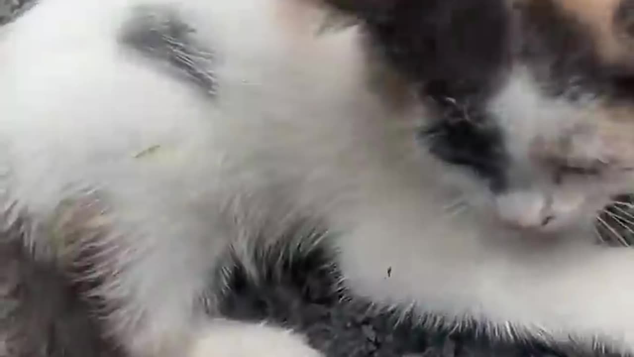 Cat distribution system moments