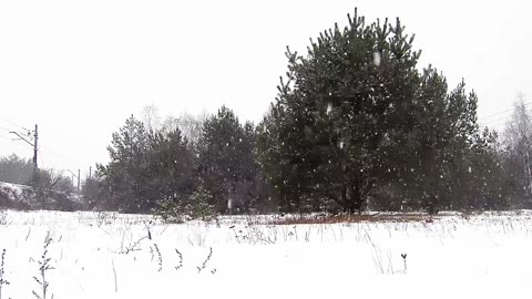 Snowfall | Beauty of Nature