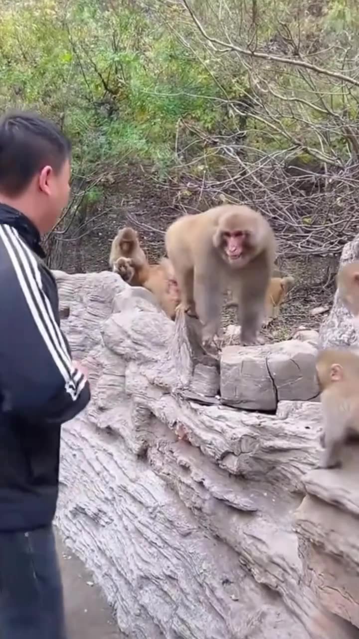 OMG! Monkey Attacks Man in Public 😱 Shocking Real Footage