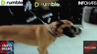 The Best of Alex Jones & the INFO wars group.