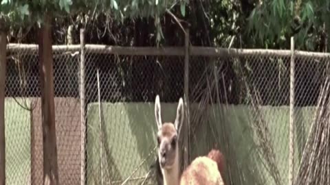 buin zoo