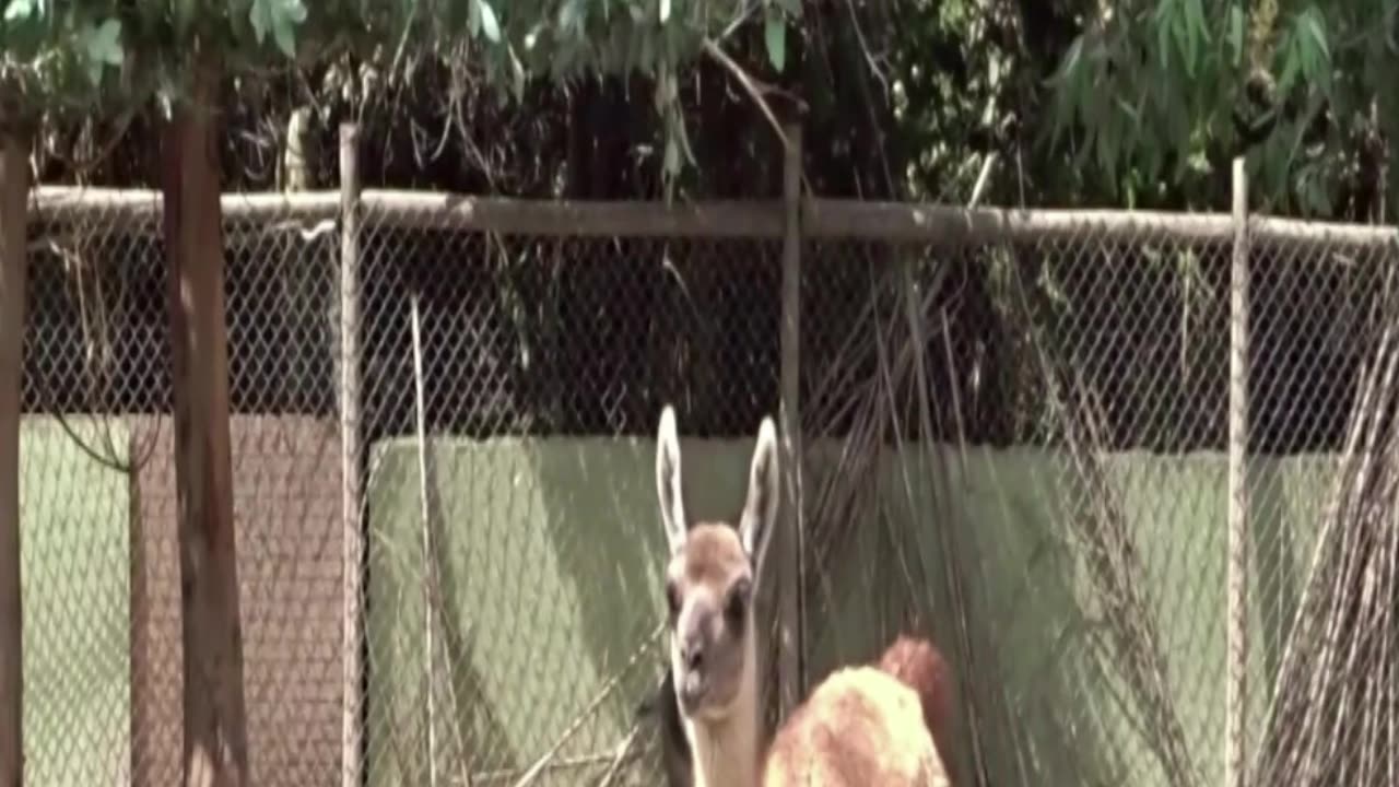 buin zoo