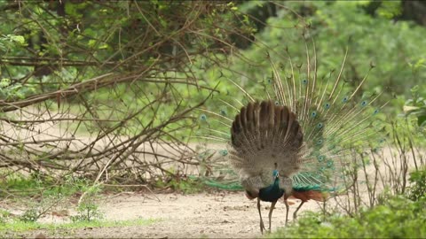wonderful moment of 2 Peacock's dancing