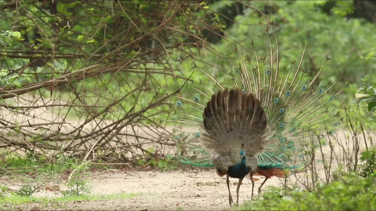 wonderful moment of 2 Peacock's dancing