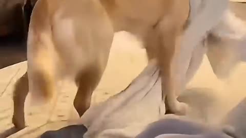 Funny dog reaction