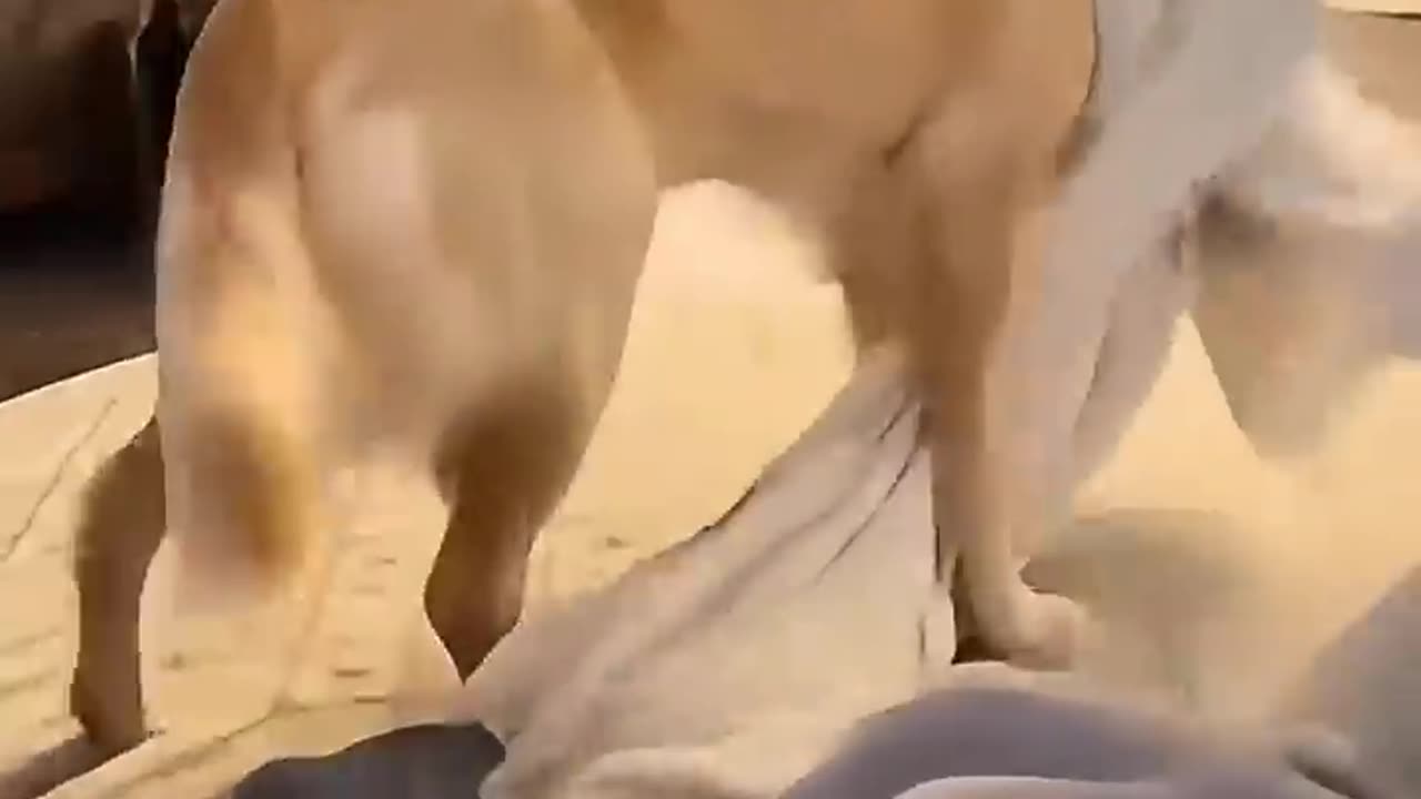 Funny dog reaction