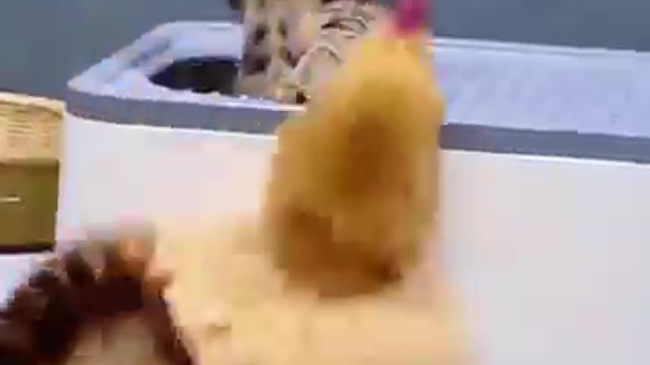 Hilarious Animal Encounters!