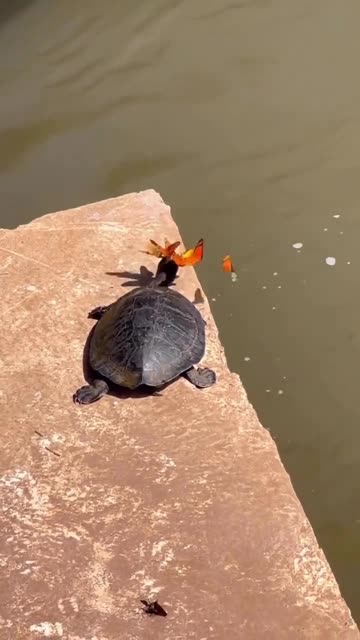 The attack of the butterflies 😊