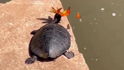 The attack of the butterflies 😊