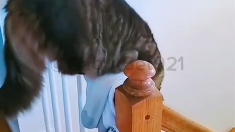 funny cat