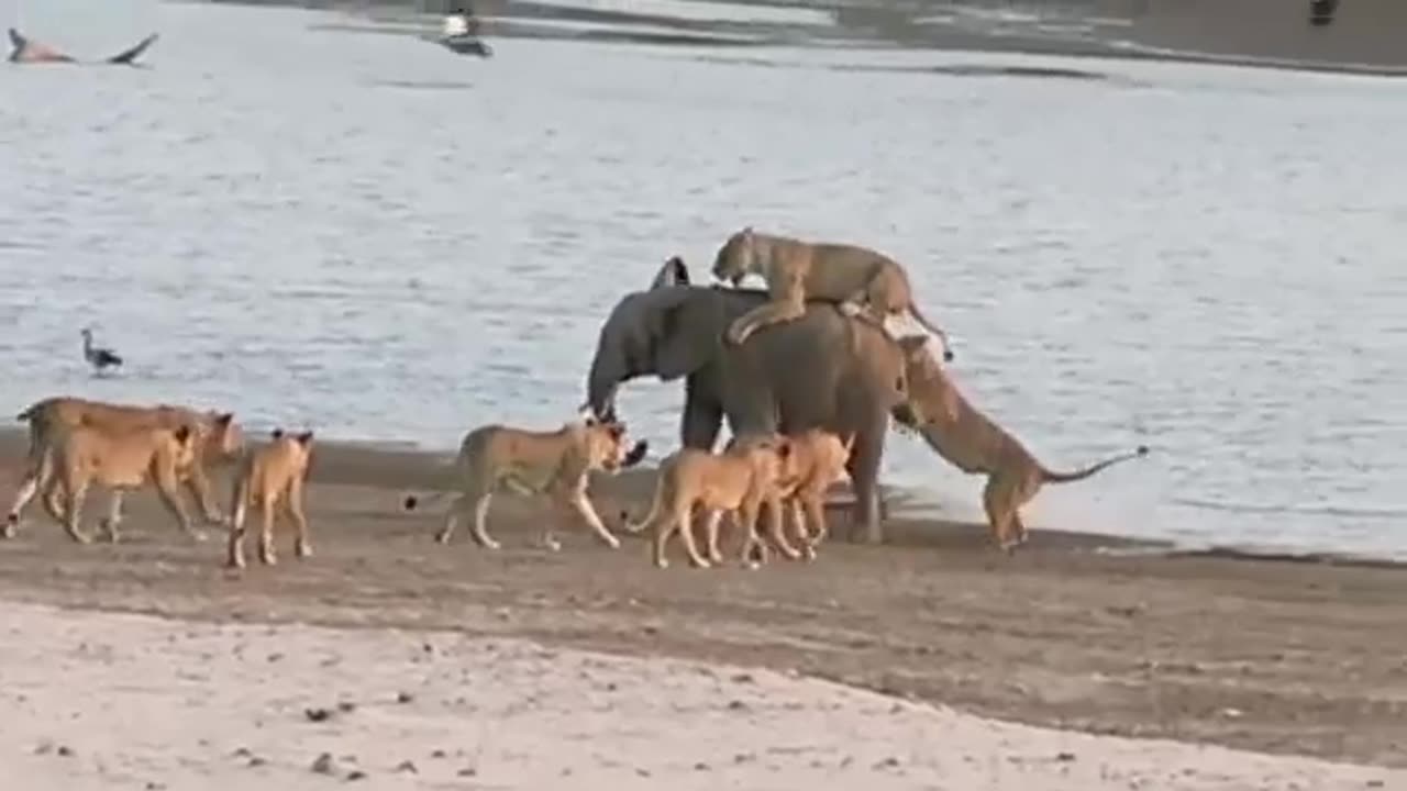 🐘😮 This Baby Elephant Uses Its Body To Survive A Lion Attack! | FeedMyCuriosity