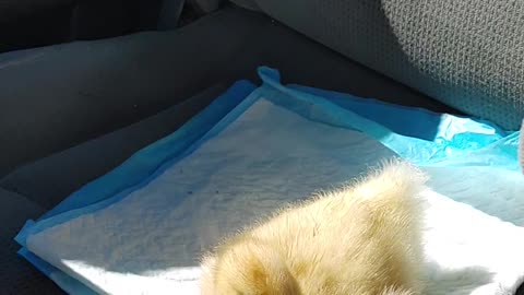 Driving with duck