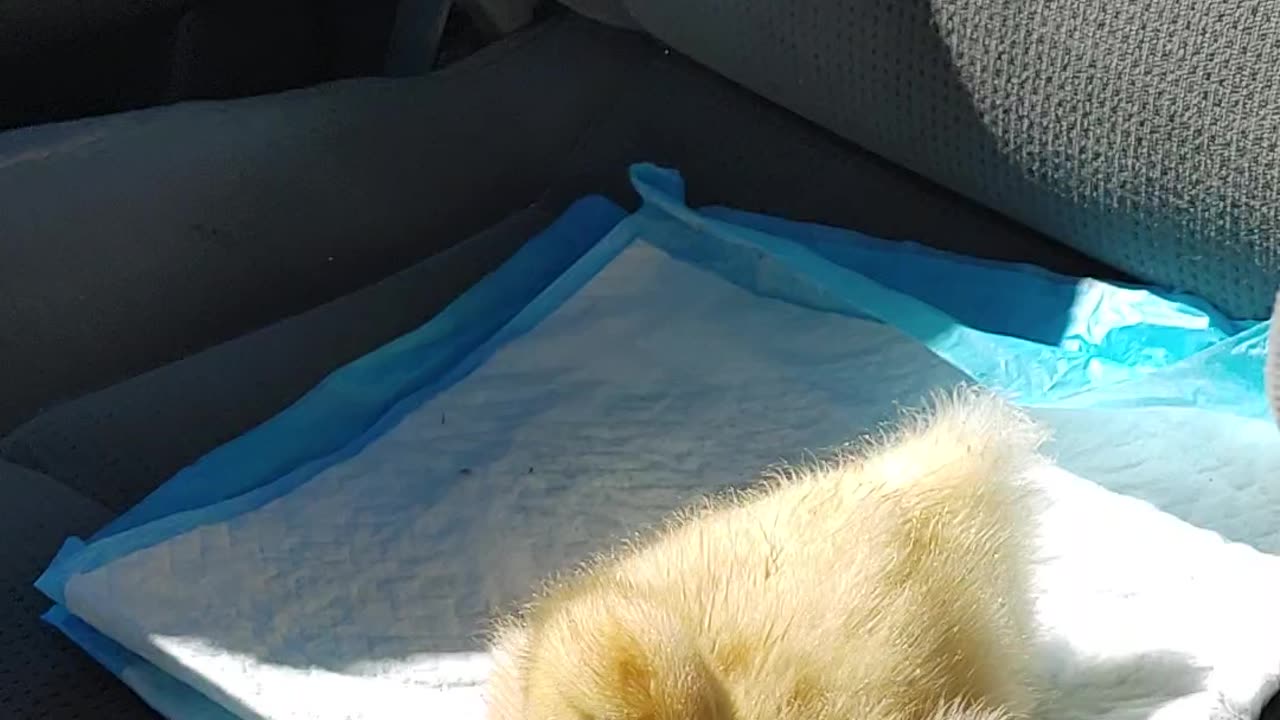 Driving with duck