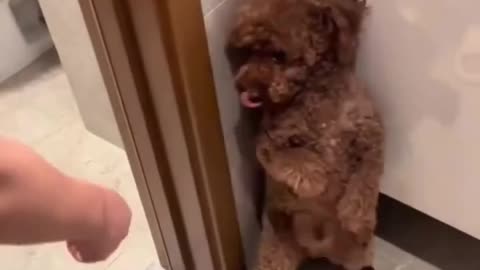little doggy hates bath time