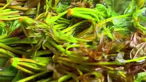 Cooking toona sinensis