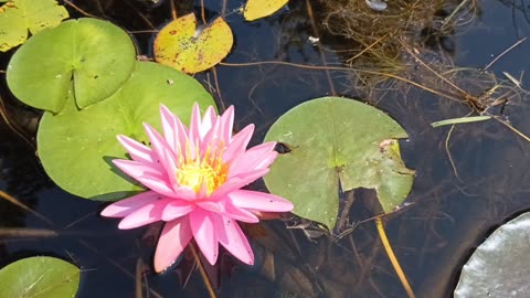 Water Lily