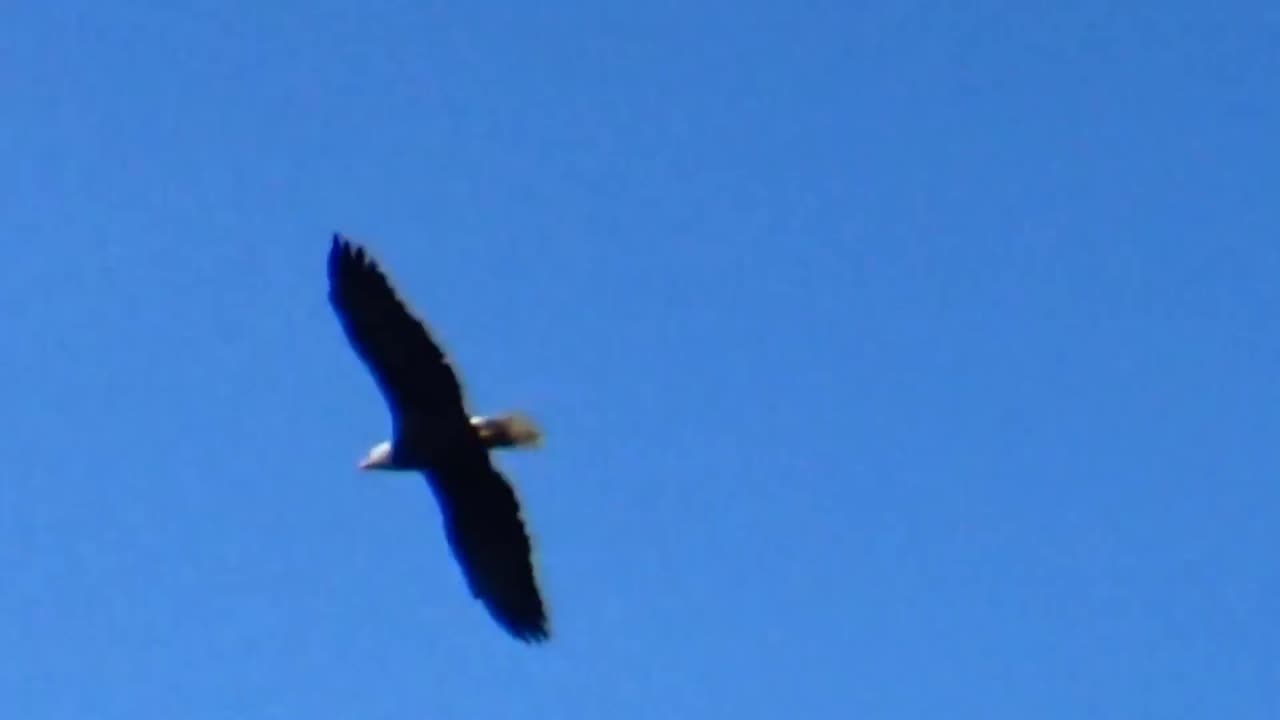 Bald Eagle