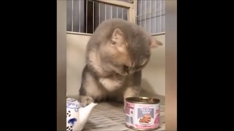 Funny animal will make you lough