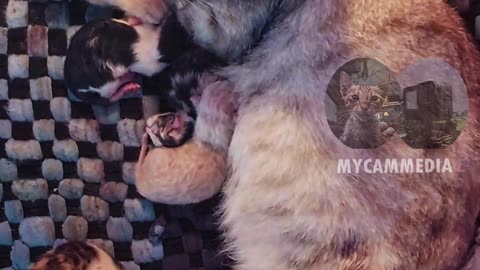 Rescued pregnant cat's new family after 12 hours #kittens #Irish #catgivesbirth