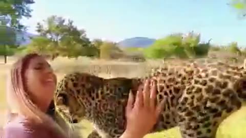 Wild life animals