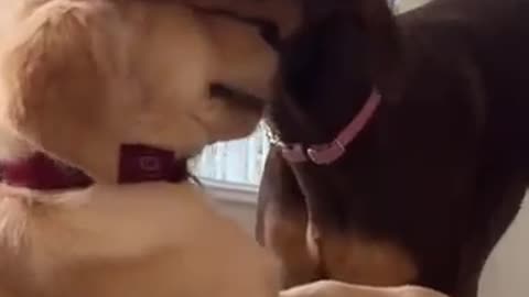 Two funny dogs #foryou #funny #funnyanimal #pets #funypets\