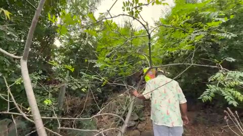 in a beautiful forest